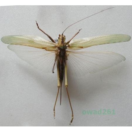 Orthoptera3 sp. Albania27d